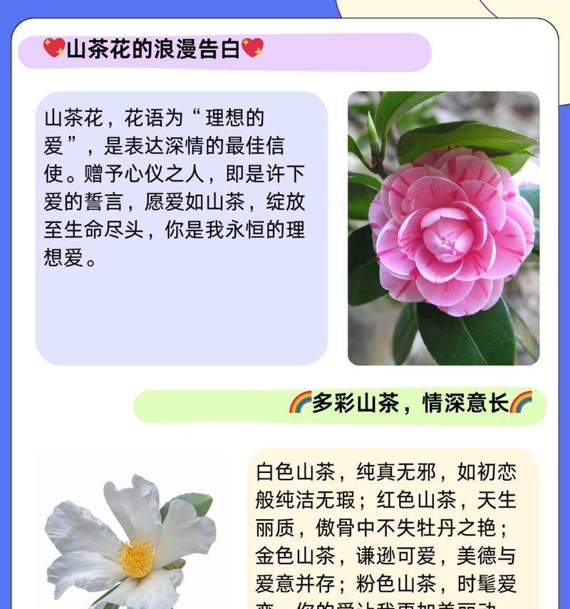 哪种花能感动老人？花语有哪些？