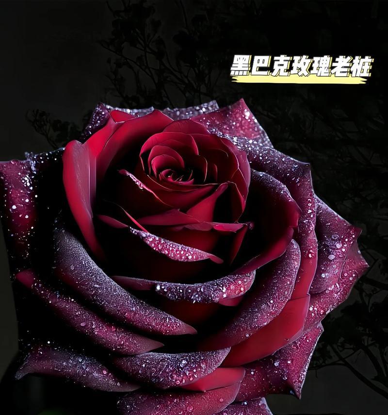 黑夜与守望的花语有何深意？黑夜与守望象征着什么？