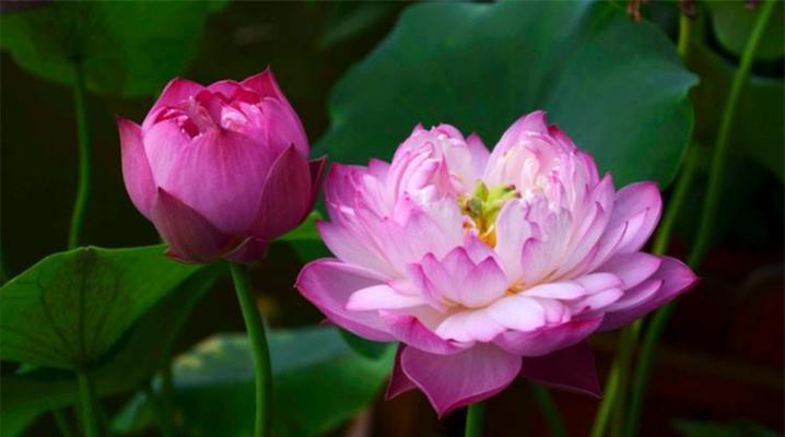 爱莲花的花语是什么？莲花在不同文化中的含义是什么？