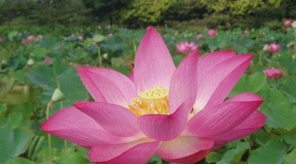 爱莲花的花语是什么？莲花在不同文化中的含义是什么？