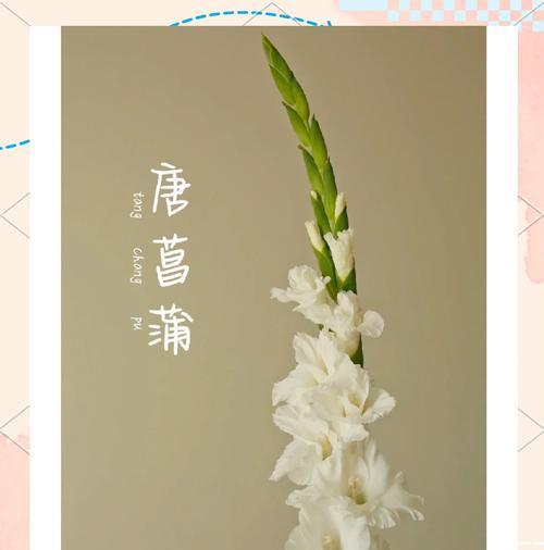 爱莲花的花语是什么？莲花在不同文化中的含义是什么？