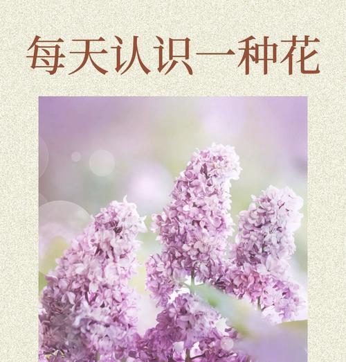 灯台百合的花语能否表达纯洁？