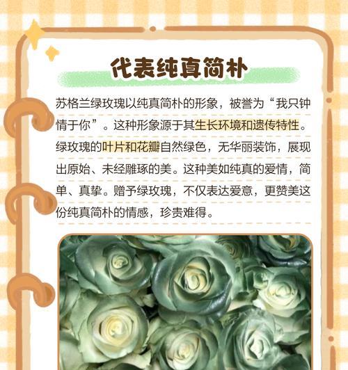 青玫瑰的花语是什么？它象征着什么？