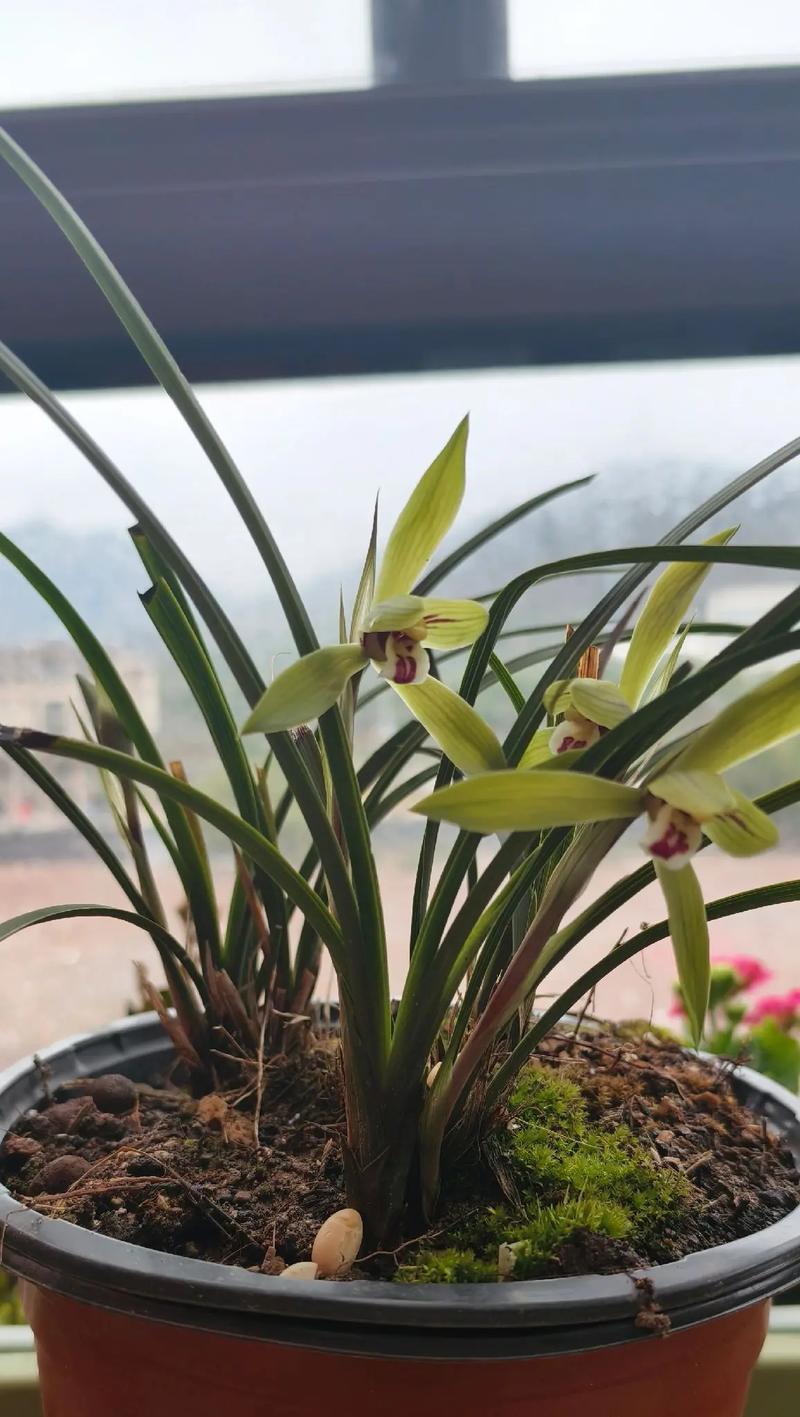 君子兰的寓意是什么？君子兰的花语如何表达？