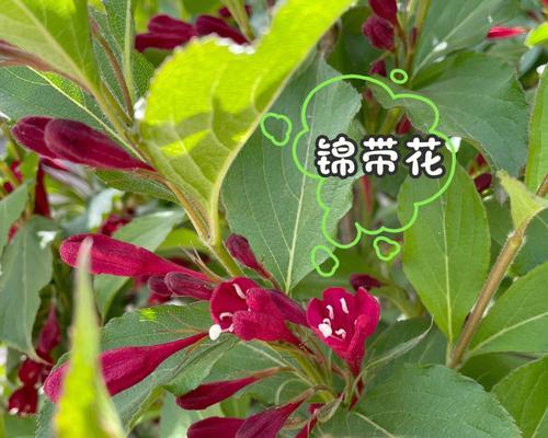 绿蔷薇代表什么？花语有哪些含义？