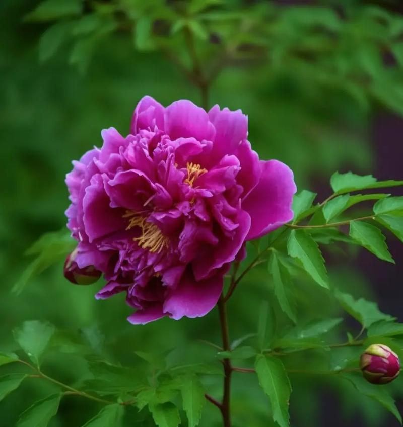 哪种花象征着自强不息？