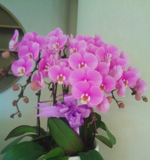 兰花的寓意和花语有哪些？