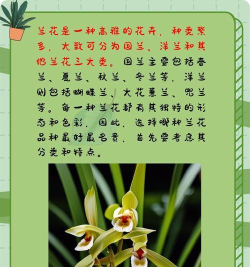 兰花的寓意和花语有哪些？