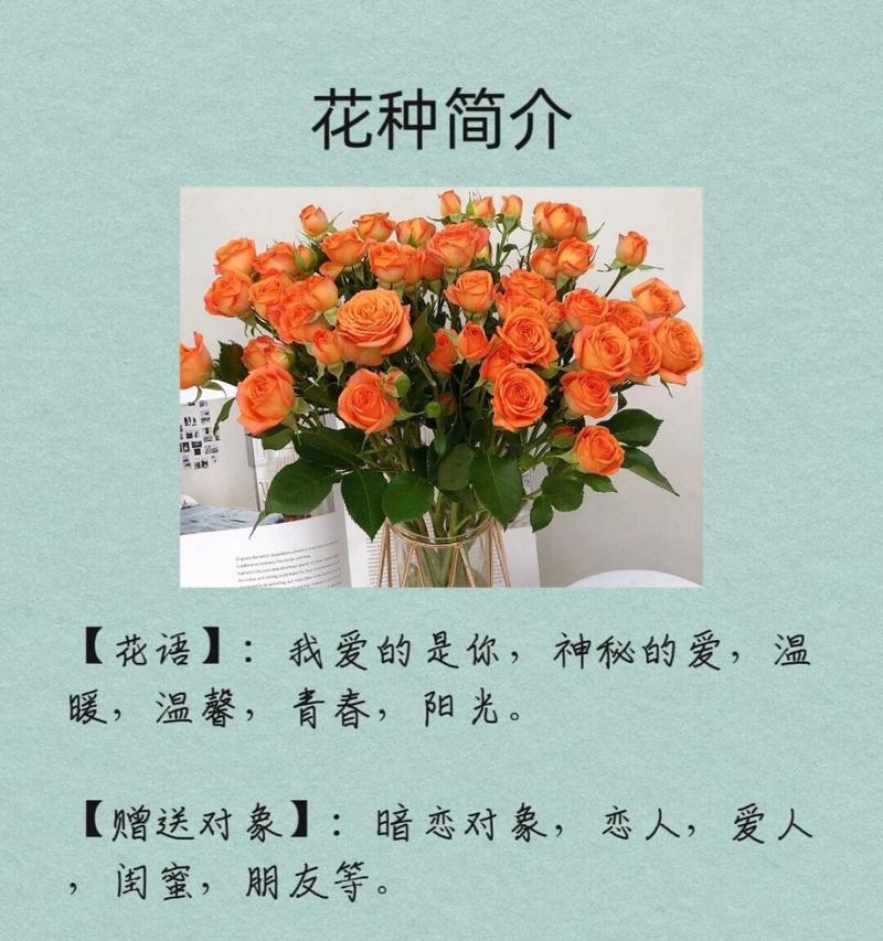 闺蜜玫瑰的花语是什么意思？它象征着怎样的友情？