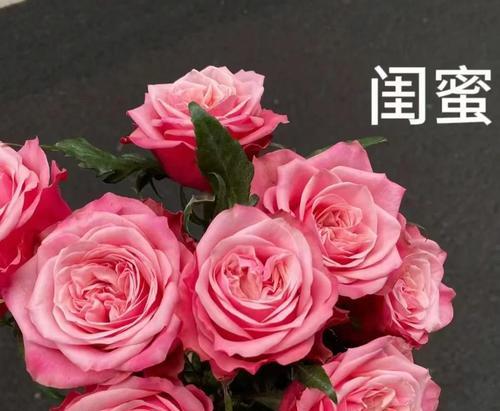 闺蜜玫瑰的花语是什么意思？它象征着怎样的友情？