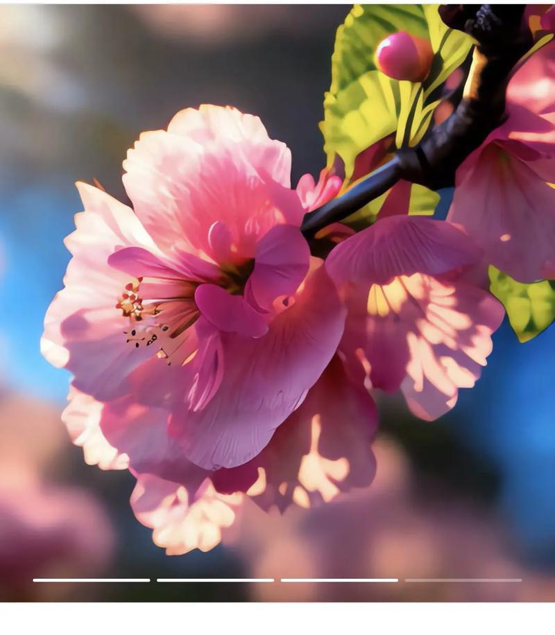 哪种花代表智慧的花语？