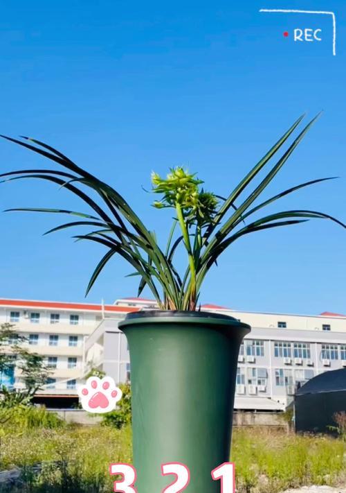 春兰花语言表达什么意思？春兰花的寓意是什么？