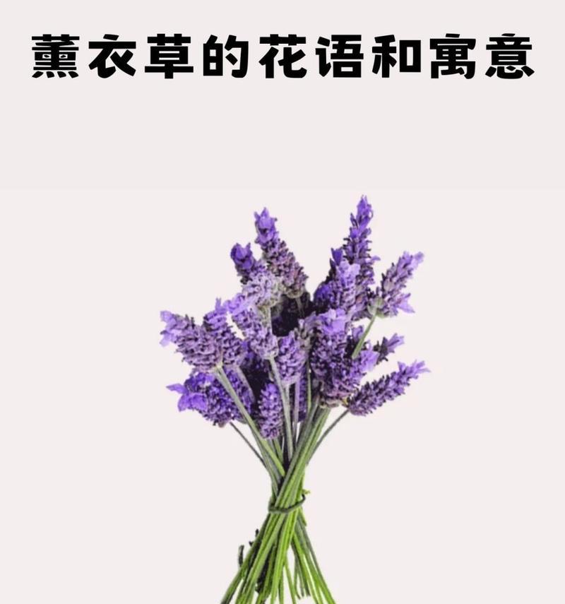 在日本，薰衣草的花语有何不同？它代表了什么？