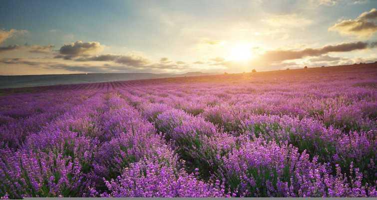 在日本，薰衣草的花语有何不同？它代表了什么？