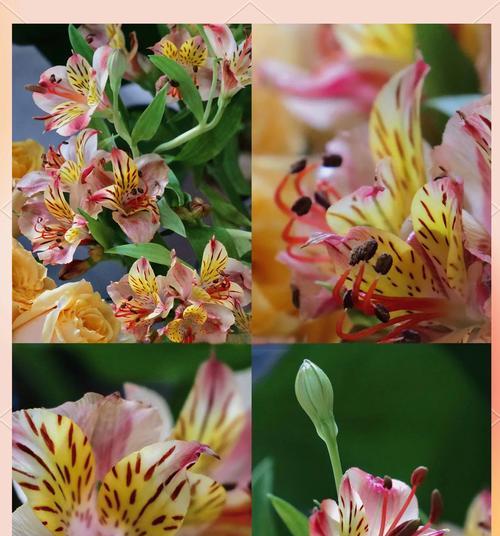 哪种花的花语与水仙花相似？