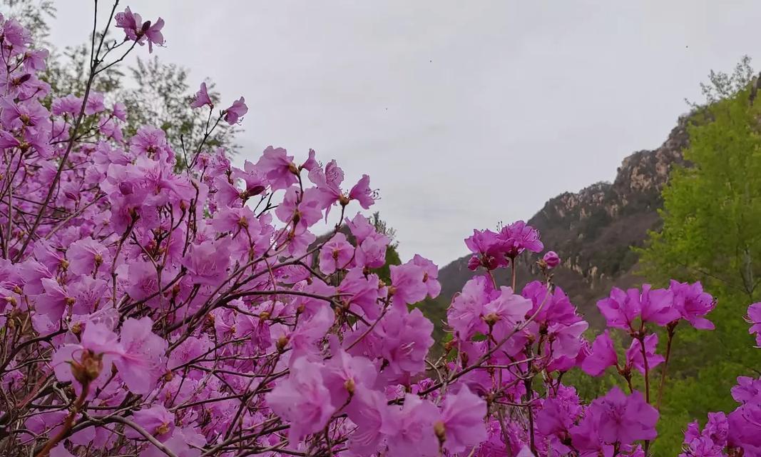 杜鹃花和映山红的花语有什么不同？它们各自代表了什么？