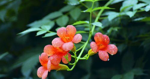 吊金钟的花语有何特别之处？