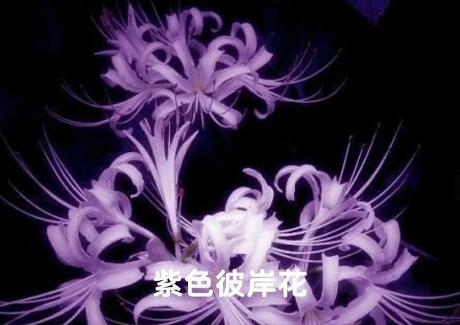 白色彼岸花的象征意义是什么？