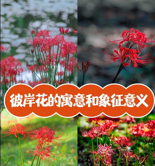白色彼岸花的象征意义是什么？