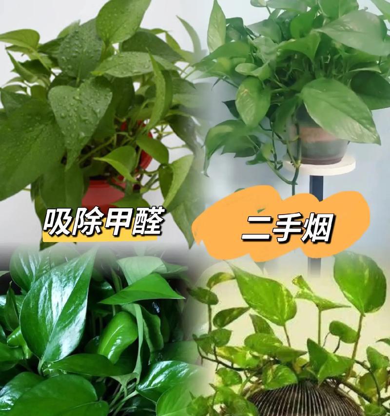 绿萝的花语代表什么？如何用绿萝表达情感？