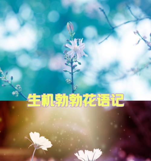 春风吹不尽代表什么？这种花的花语有何寓意？