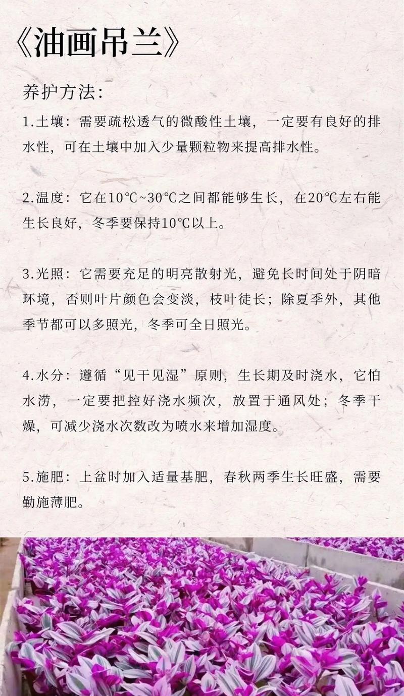 春风吹不尽代表什么？这种花的花语有何寓意？