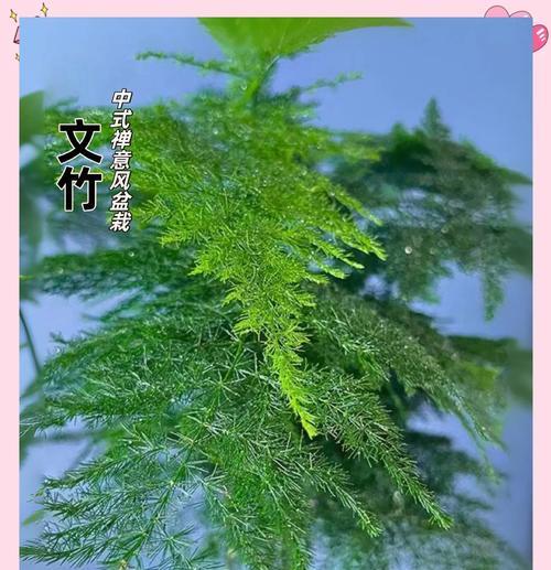 愿爱无忧的花语有何寓意？