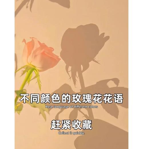 暧昧时分，哪种玫瑰花语最恰当？