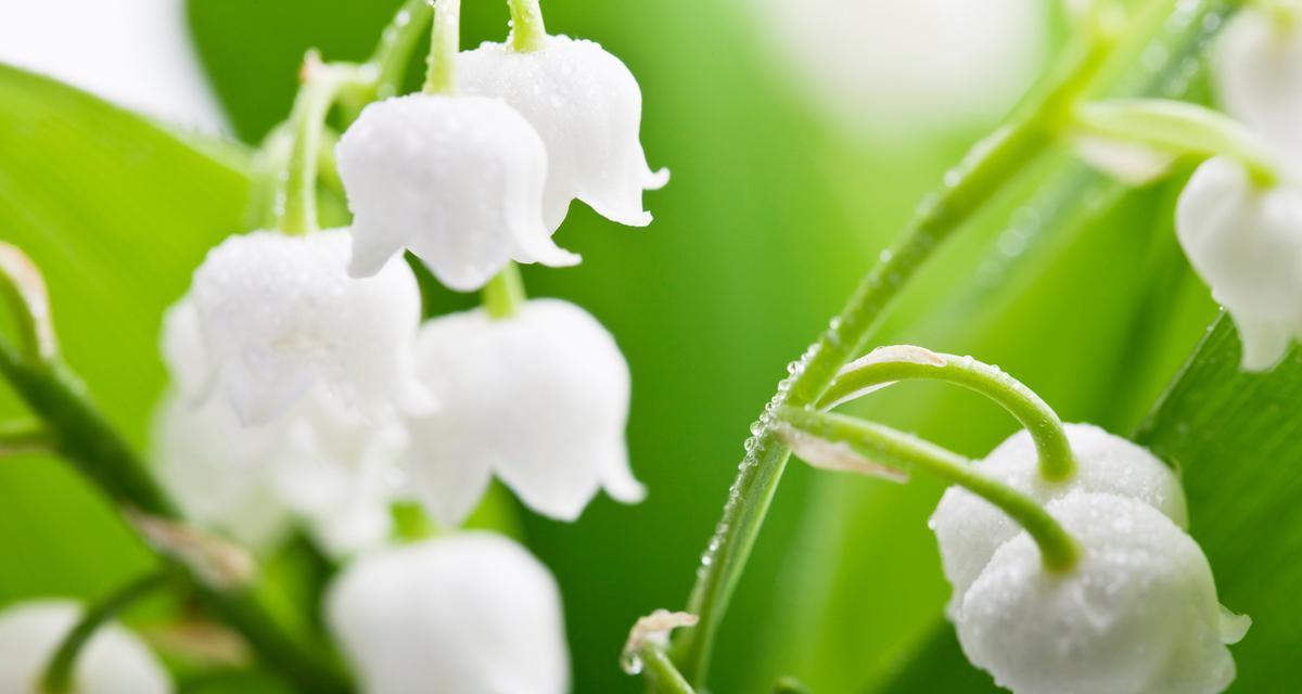 代表偏心的花语是什么？偏心的寓意有哪些花？