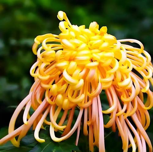 代表偏心的花语是什么？偏心的寓意有哪些花？
