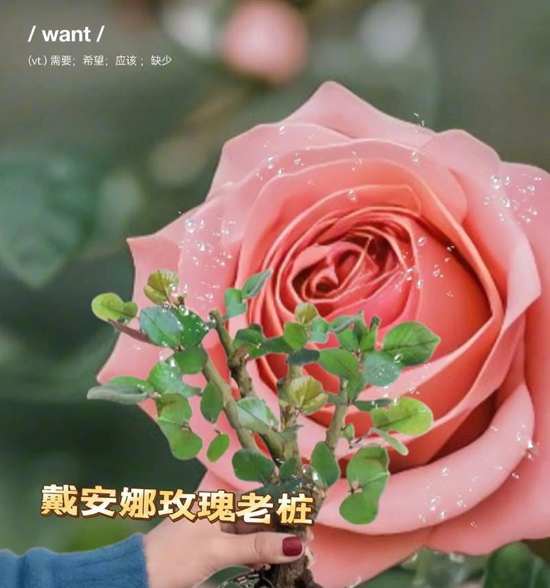 玫瑰花送女士的花语有何特别之处？