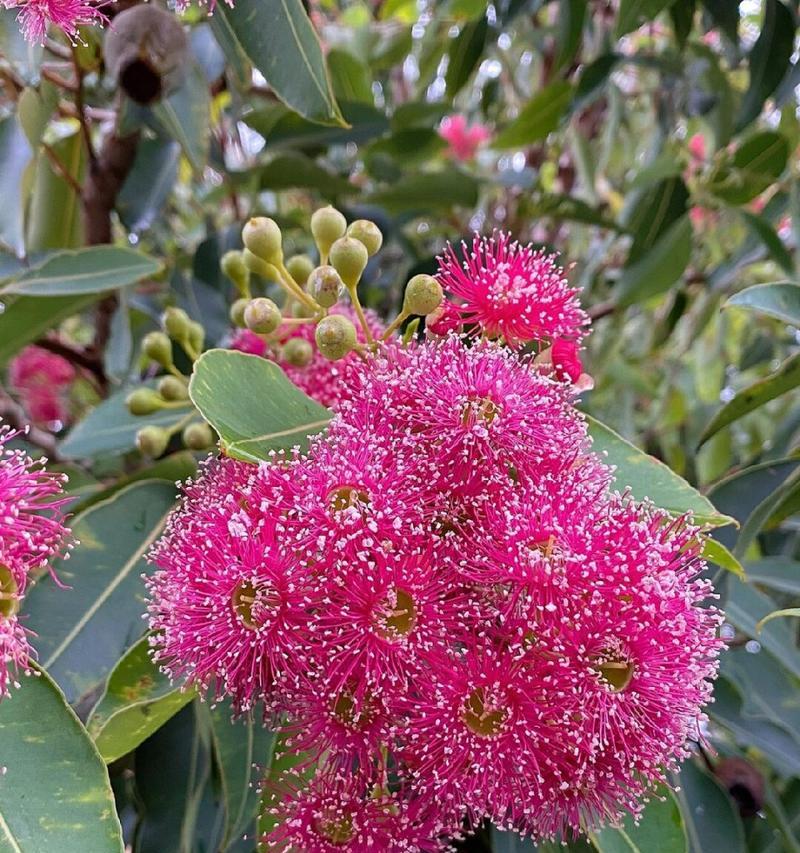 蓝桉树花的含义是什么？蓝桉树花语有哪些特别之处？