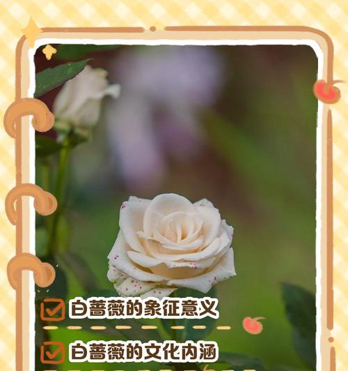 六月蔷薇的花语代表了什么？