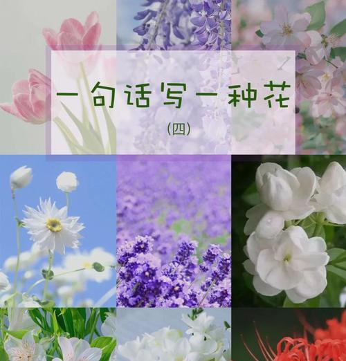 哪种花的花语最适合少年？