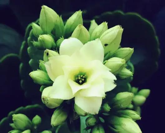 打碗碗花的花语是什么？这种花有哪些独特的寓意？