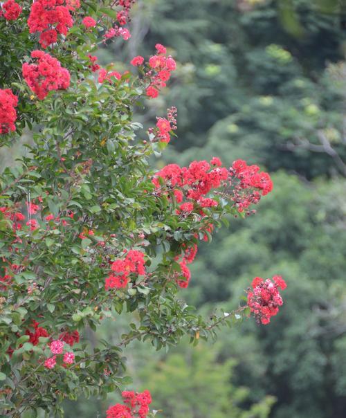 打碗碗花的花语是什么？这种花有哪些独特的寓意？
