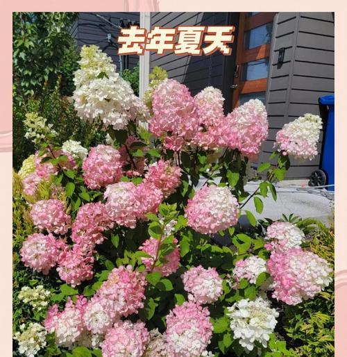 搬家时选择什么花寓意好？搬家花的花语有哪些？