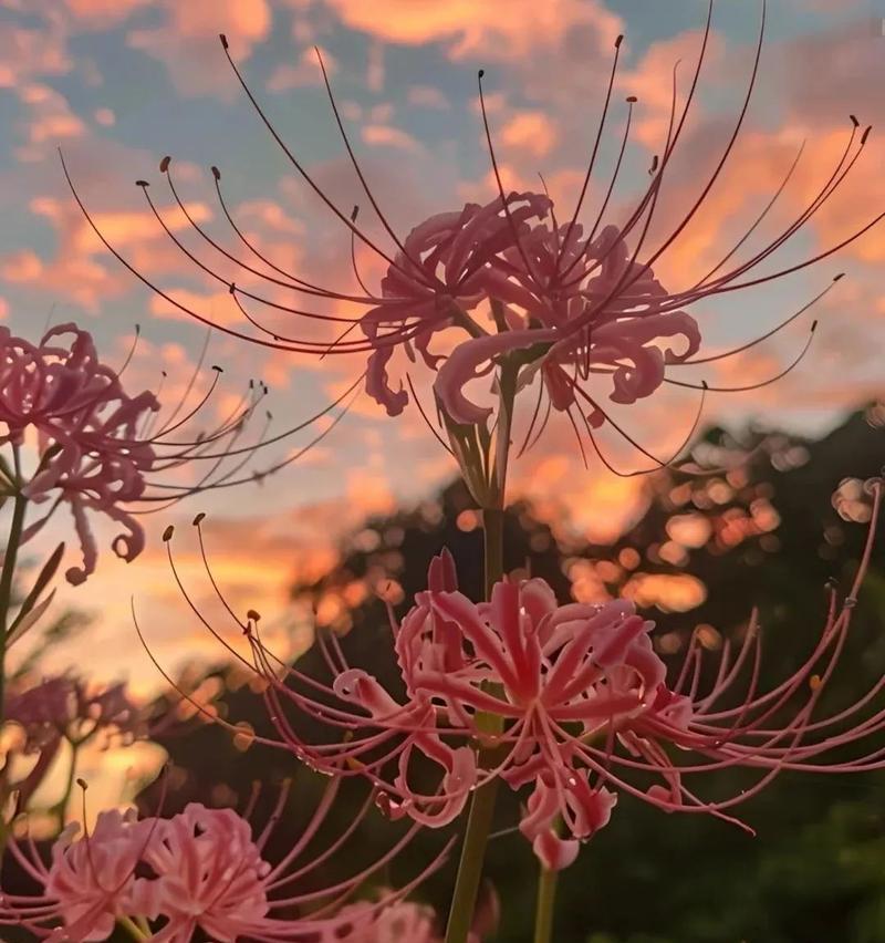 紫竹兰花的花语是什么？这种花有何独特寓意？