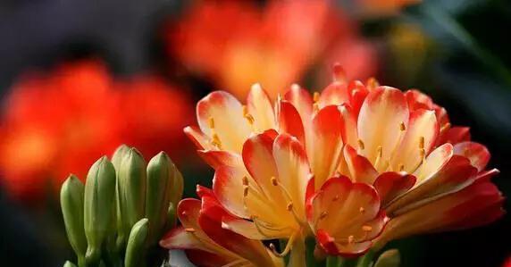 紫竹兰花的花语是什么？这种花有何独特寓意？