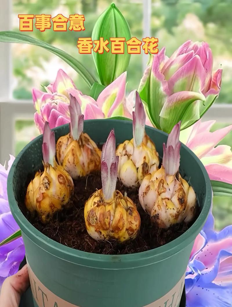 新年第一束花有何特殊含义？它的花语是什么？