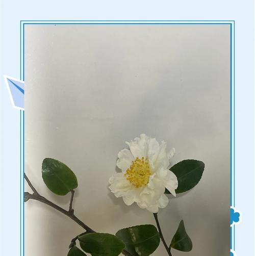 新年第一束花有何特殊含义？它的花语是什么？