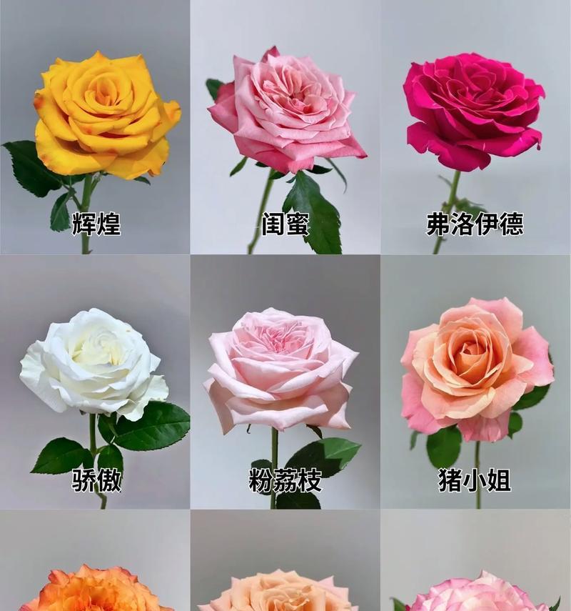 玫瑰花15朵代表什么意义呢？15朵玫瑰的特别含义是什么？