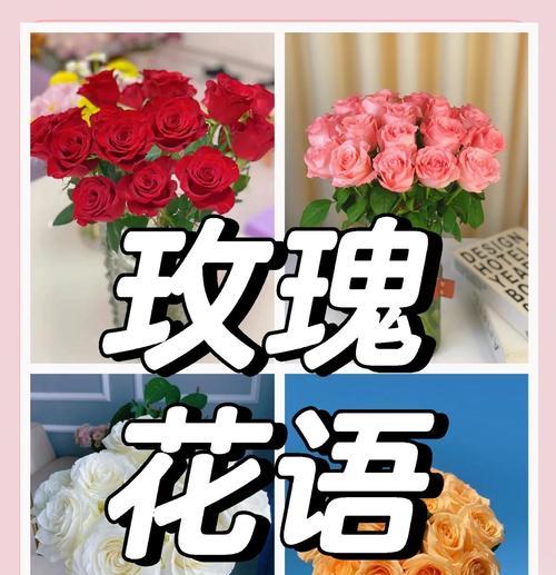 玫瑰花花语是什么？为什么玫瑰代表爱情？
