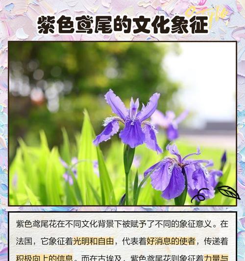 道具轻盈的花语代表什么含义？