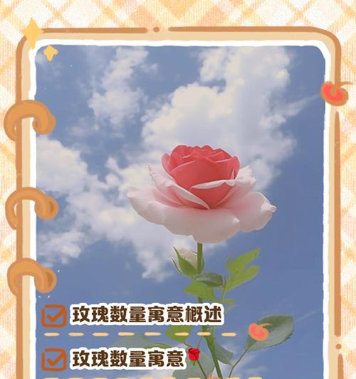 99朵玫瑰的单独花语是什么？它代表了什么？
