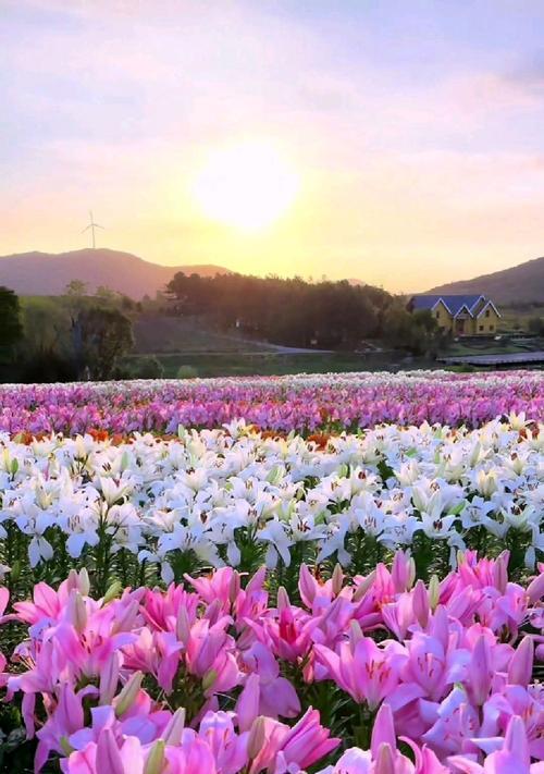 希诺红百合的花语传达了哪些情感？