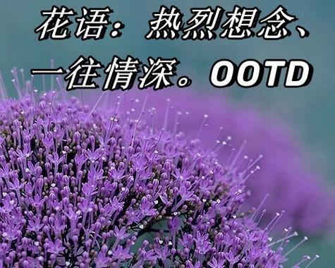 哪种花语最能表达对父亲的思念？