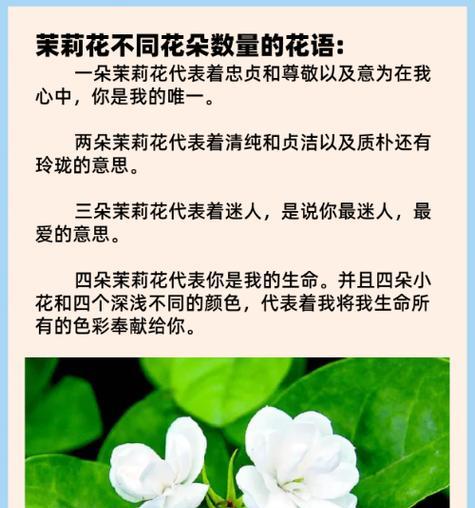 茉莉花的花语代表金钱吗？它的寓意又是什么？