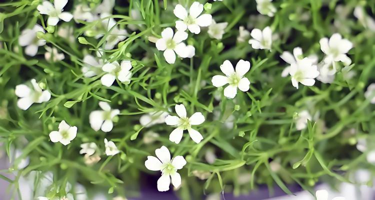 与暗恋思念有关的花语是什么？花语中如何表达暗恋和思念？