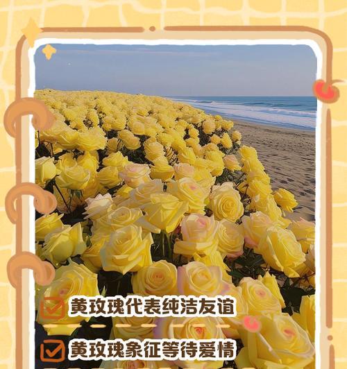 赛尔曼玫瑰的花语有何含义？
